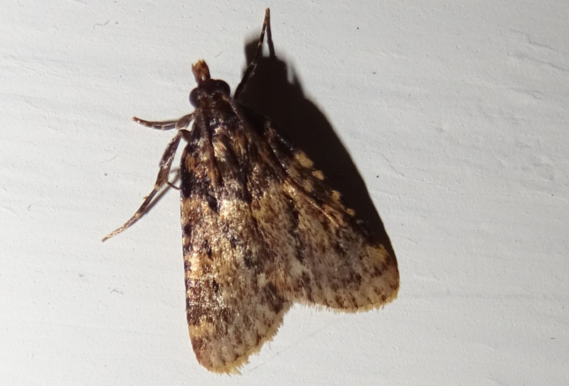 Aglossa caprealis - Pyralidae